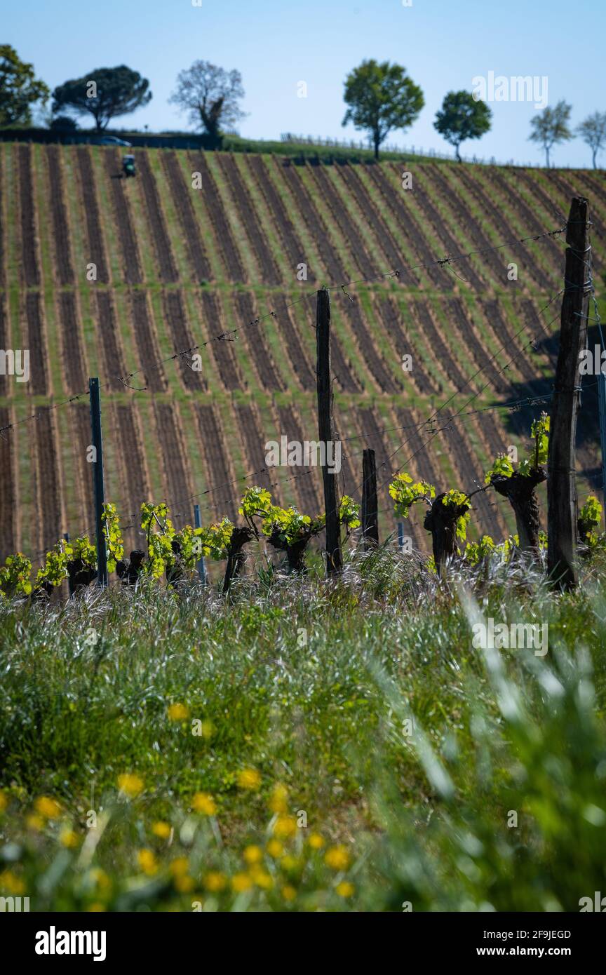 Nuovo bug e lascia la germogliazione all'inizio di primavera su una pergola viticoltura nella vigna di bordeaux Foto Stock