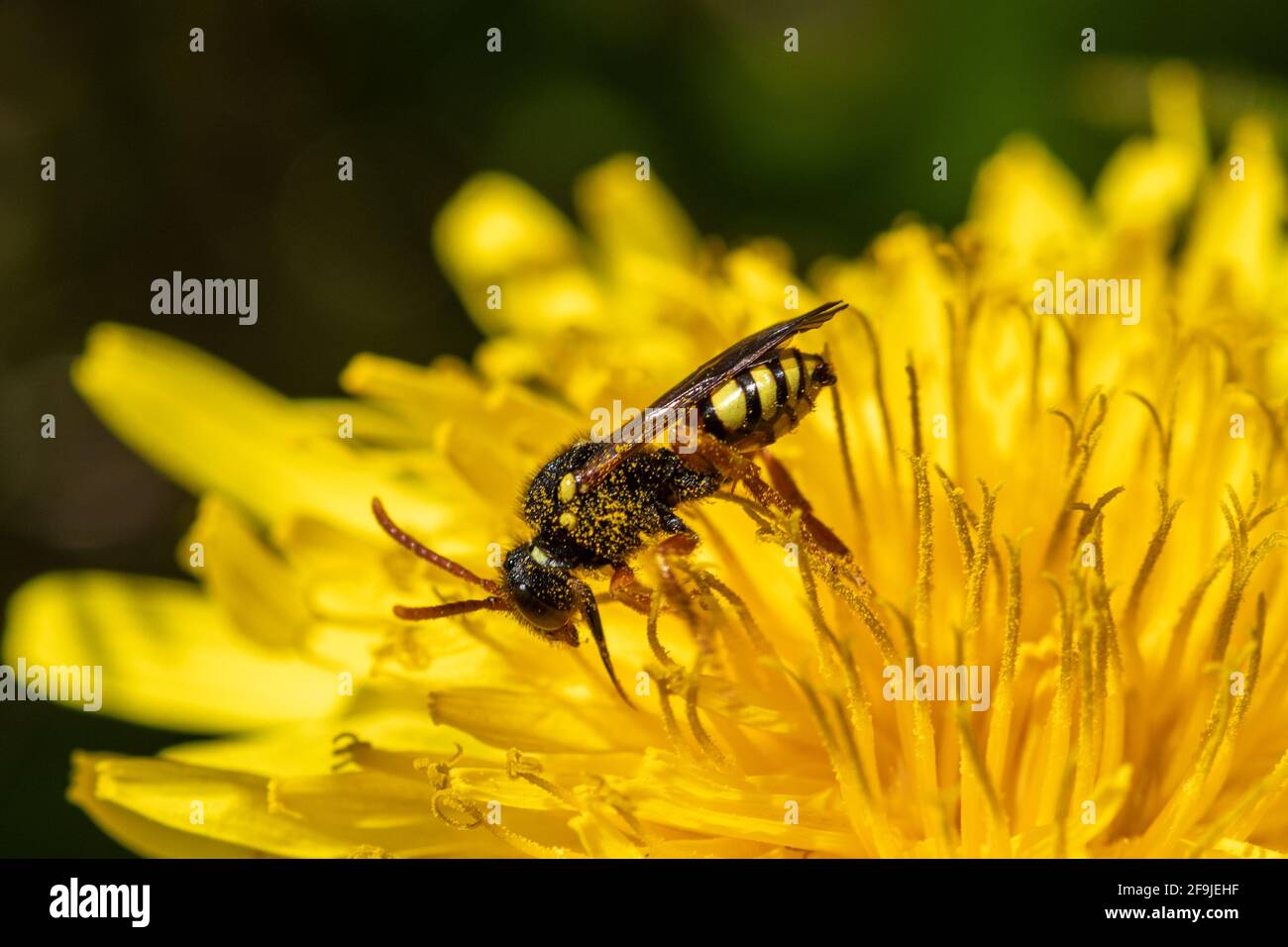 Nomada fucata (ape nomade dipinta) specie di api solitarie su un dente di leone comune (Taraxacum officinale), Regno Unito. Impollinatore di insetti, impollinazione, impollinatori. Foto Stock