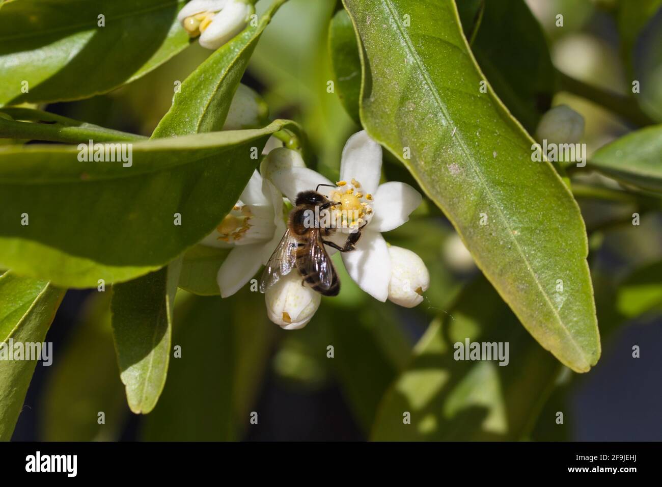 Ape che lavora su un fiore di un albero mandarino. Foto Stock