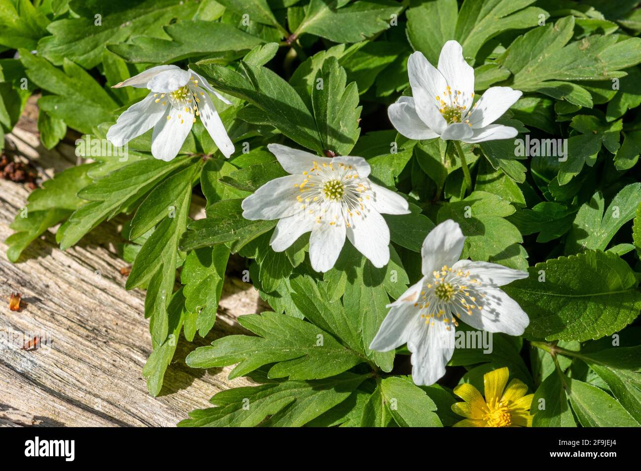 Anemoni di legno (Anemone nemorosa) in antico habitat boschivo durante aprile, fiori selvatici di primavera del Regno Unito. Foto Stock