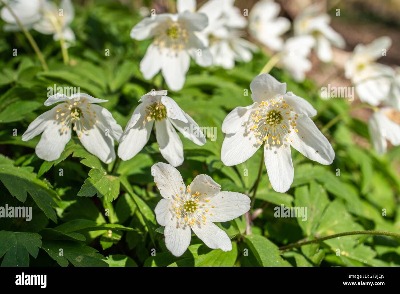 Anemoni di legno (Anemone nemorosa) in antico habitat boschivo durante aprile, fiori selvatici di primavera del Regno Unito. Foto Stock