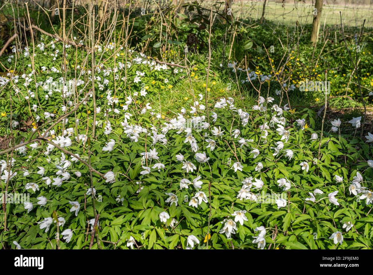 Tappeto di anemoni in legno (Anemone nemorosa) in antico habitat boschivo durante aprile, UK Primavera fiori selvatici. Foto Stock