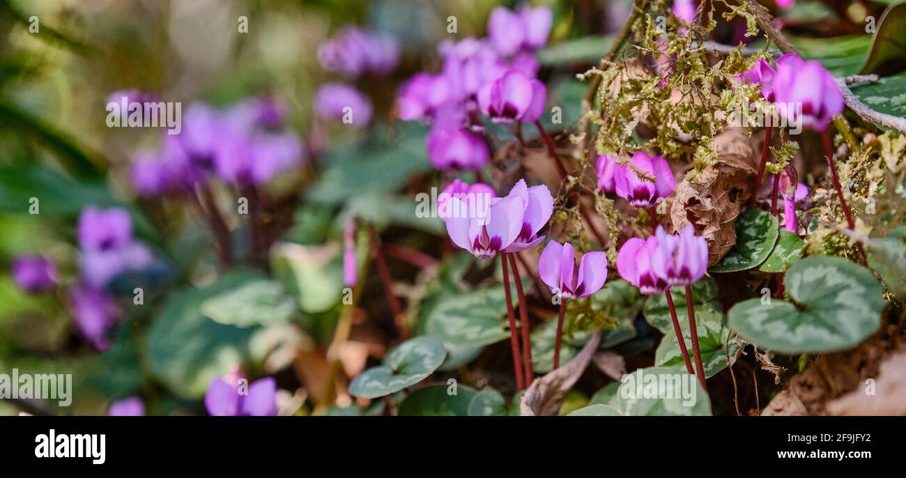 Fiori rosa in fiore di una pianta di ciclamino in natura selvaggia. Riserva della biosfera caucasica, Russia. Foto Stock