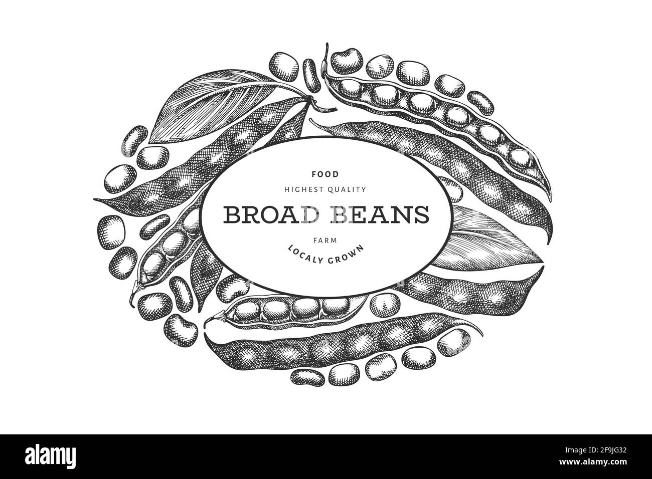 Modello di disegno di fagioli larghi disegnati a mano. Illustrazione del vettore di alimento fresco organico. Illustrazione dei pod retro. Sfondo di cereali in stile botanico inciso. Illustrazione Vettoriale
