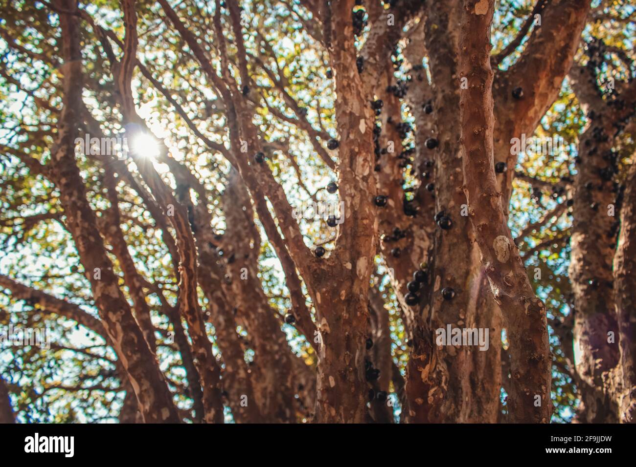 Albero pieno di frutti brasiliani jaboticaba in una giornata di sole Foto Stock