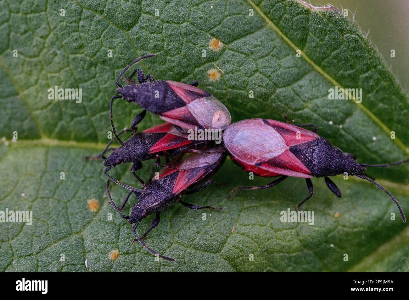 macrofotografia di insetti, noti come insetti di fuoco, alcuni sono accoppiamento. Foto Stock