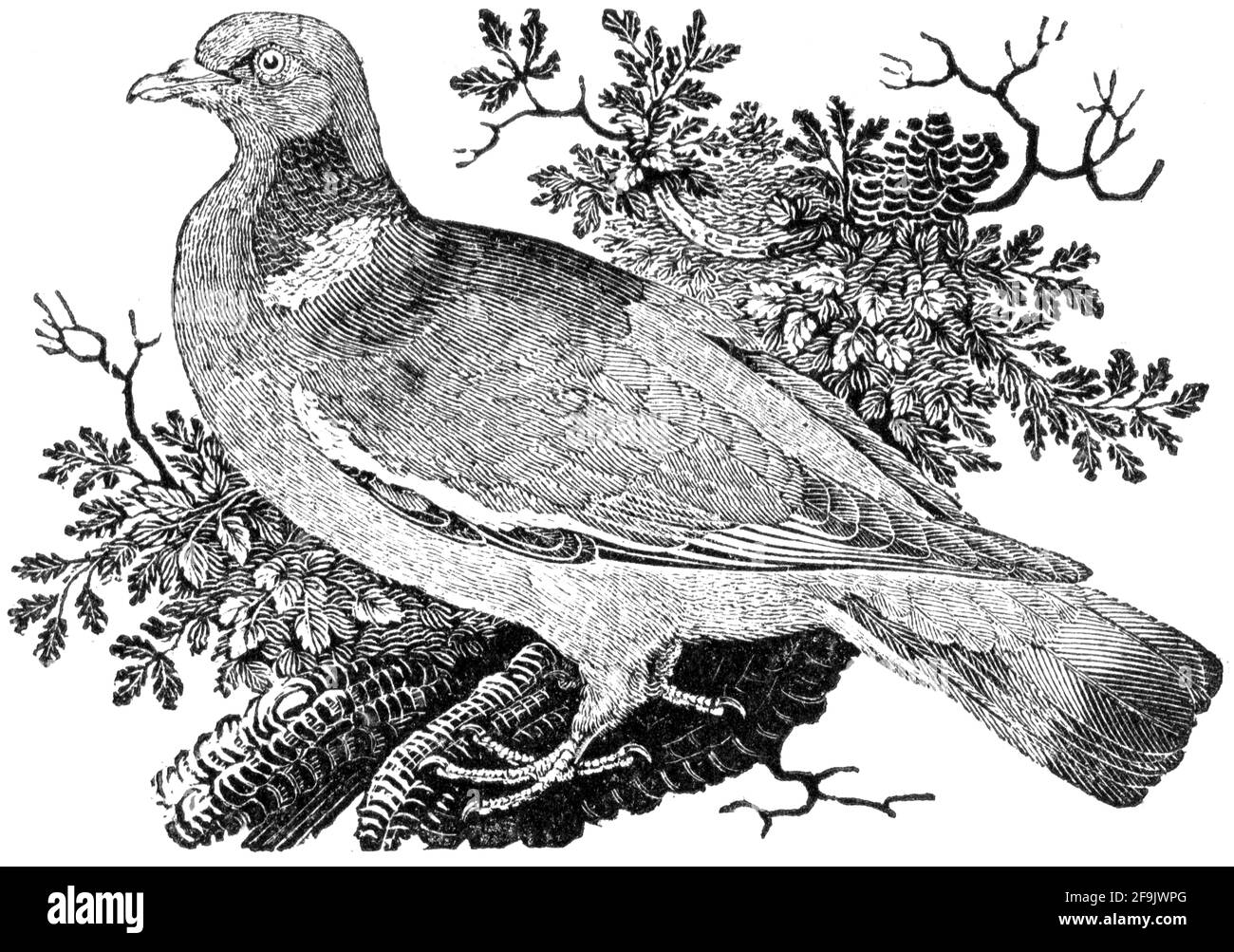 Un uccello inciso da Thomas Bewick da 'la storia degli uccelli britannici' di Foto Stock