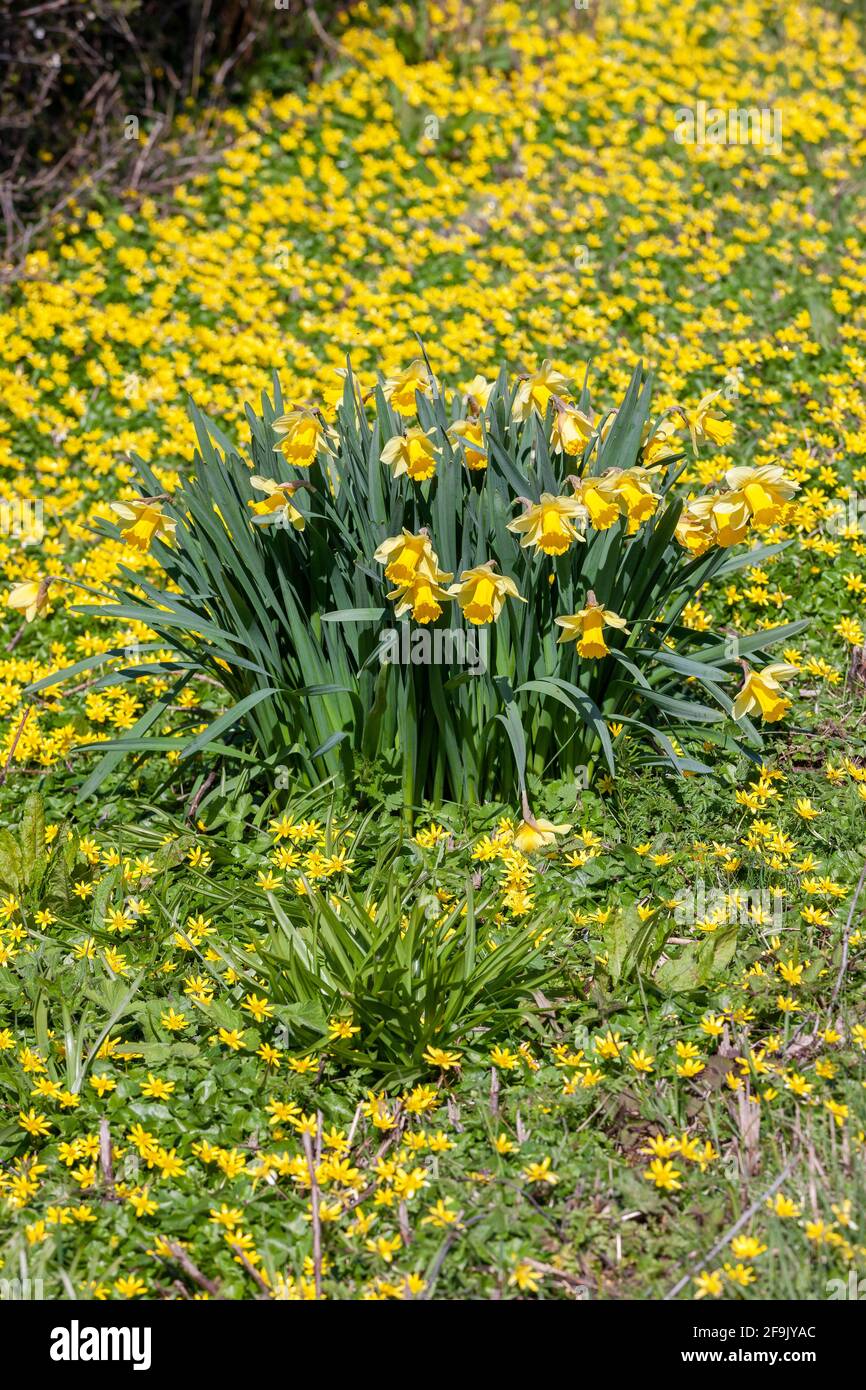 Maggiore Celandina. Chelidonium majus Papaveraceae intorno ad un mazzo di Daffodil. Narcissus pseudonarcissus,(daffodil) Northamptonshire, Inghilterra, Regno Unito. Foto Stock