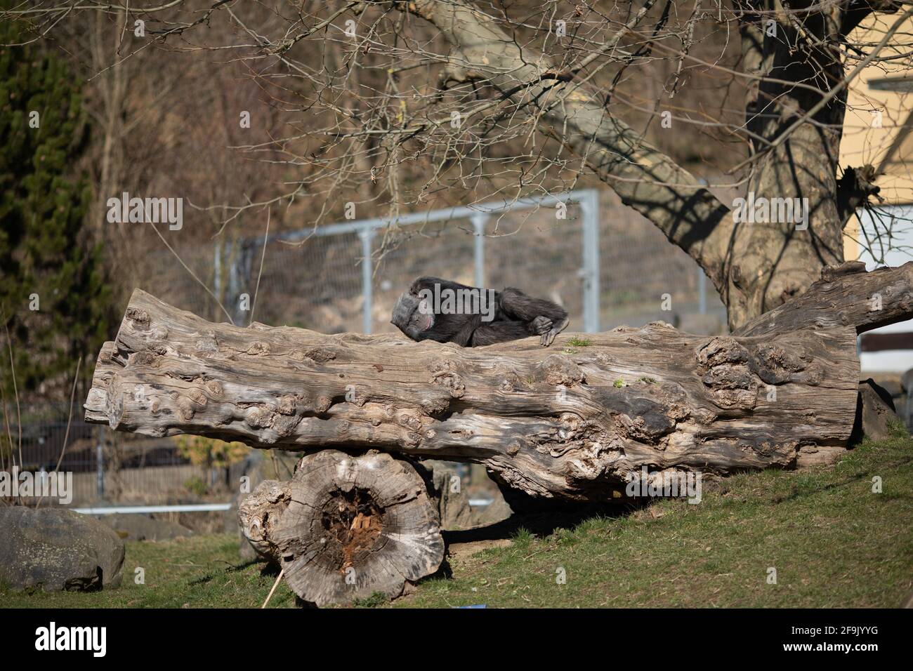 Affe im Zoo Neuwied auf Baumstamm Foto Stock