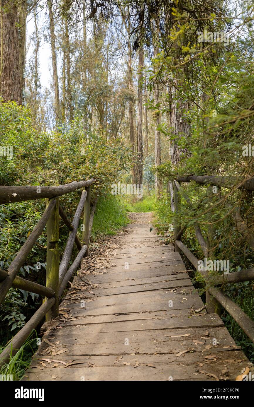 paesaggio di una bella foresta lussureggiante con un ponte di legno nel centro, con diversi alberi e piante intorno, la natura nel giorno Foto Stock