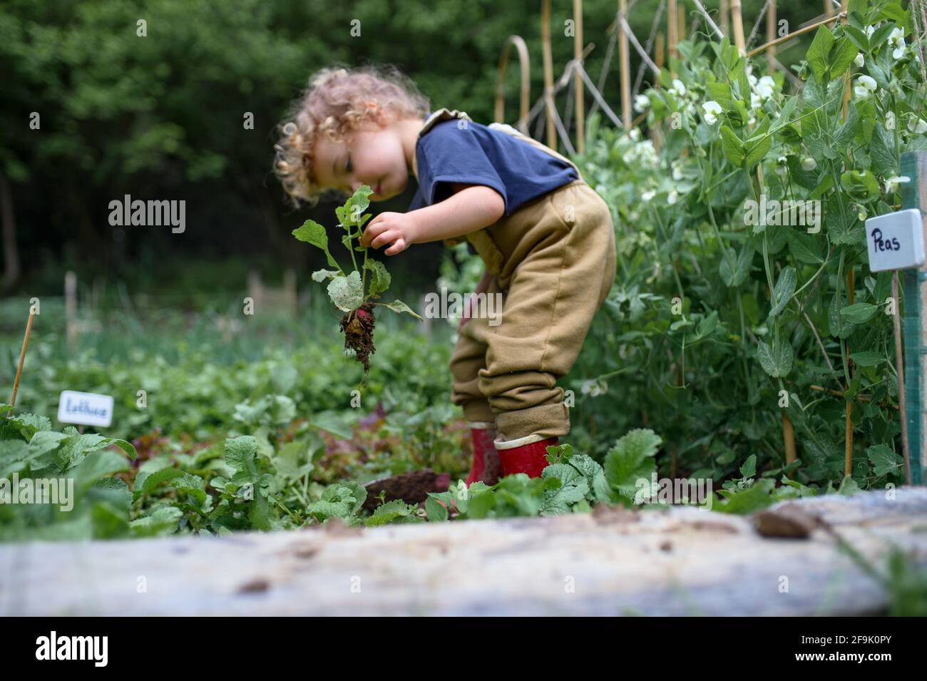 Ritratto di bambina che lavora in orto, stile di vita sostenibile. Foto Stock