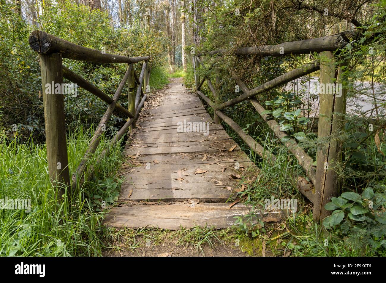 scenario di una foresta lussureggiante con un ponte di legno nel centro, con diversi alberi intorno, la natura nel giorno Foto Stock