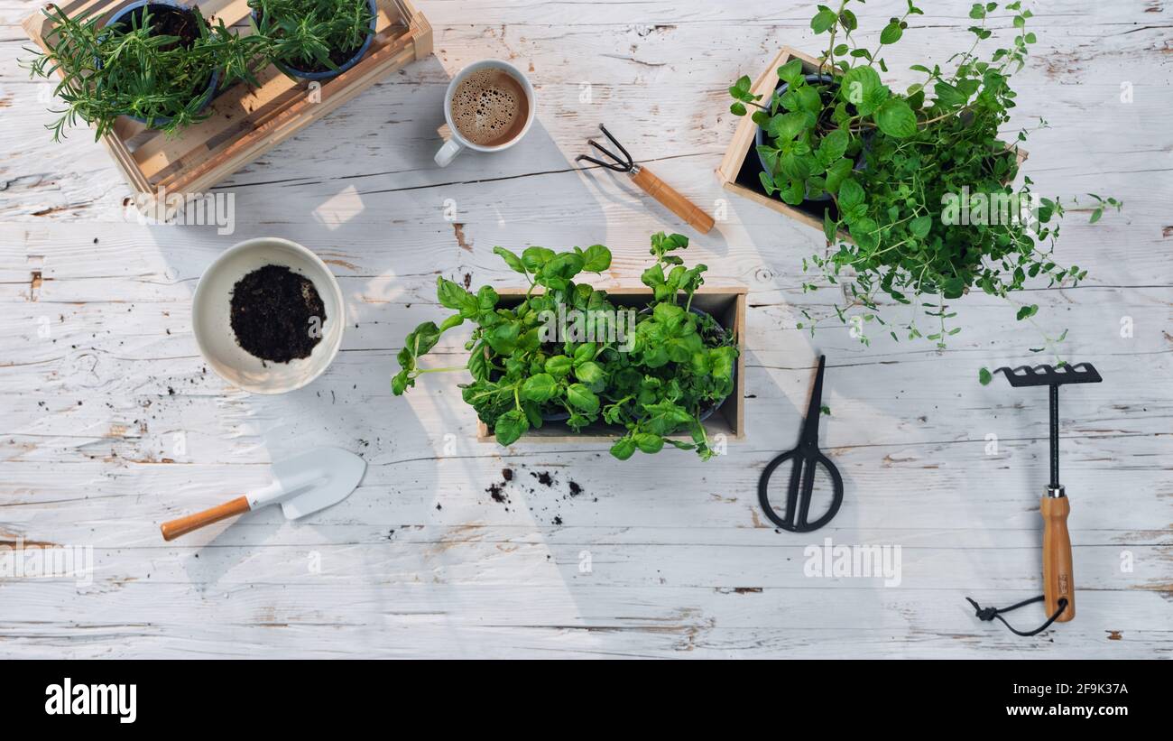 Vista dall'alto delle erbe in pentole sul tavolo a casa, stile di vita sano e sostenibile. Foto Stock