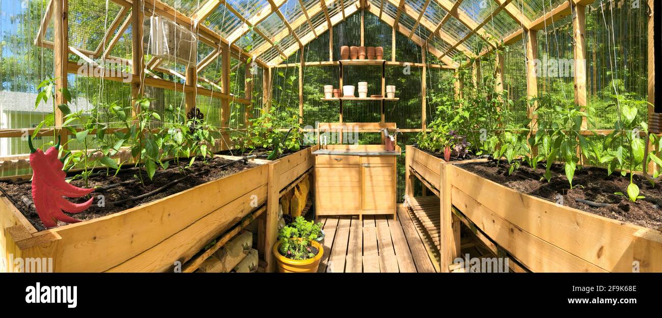 Vista panoramica di una serra con piante in crescita nel mese di giugno Foto Stock