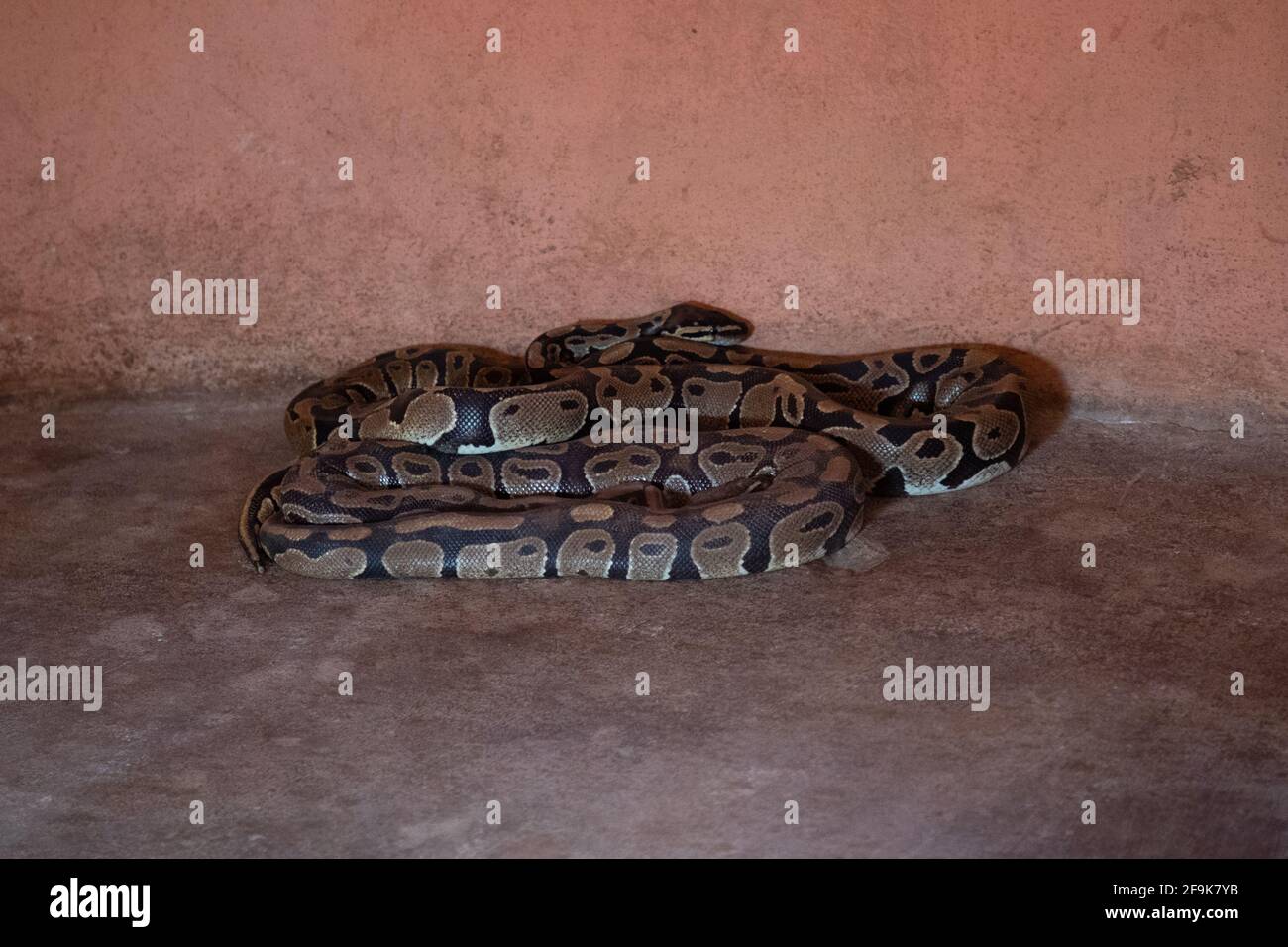 I turisti possono pagare per entrare nel tempio per visitare i serpenti venerati. OUIDAH, BENIN: INCONTRA L'uomo che si occupa di un tempio di oltre CINQUANTA pitoni? ogni le Foto Stock