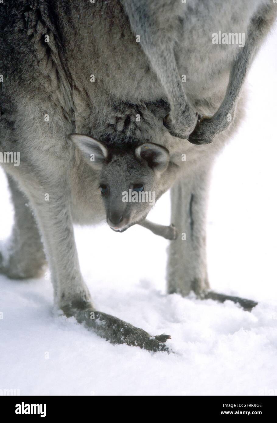 Australia, nuovo Galles del Sud, natura, Blue Mountains, Eastern Grey Kangaroo (Macropus giganteus) e joey nella neve Foto Stock