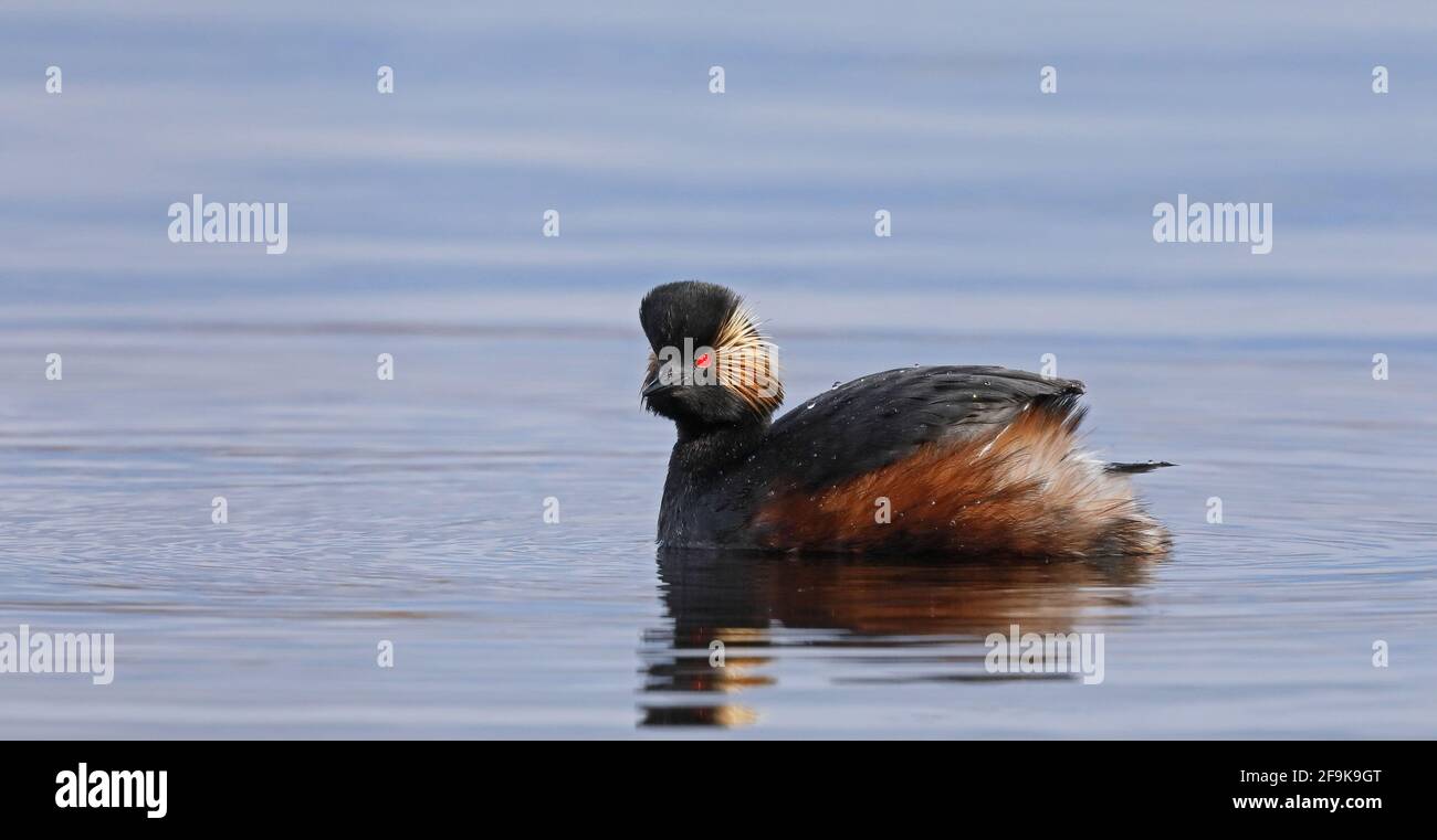 Avidità a collo nero in piumage di allevamento nuoto in acque calme Foto Stock