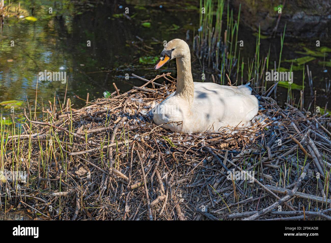 Mute cigno seduto sul suo nido. Foto Stock