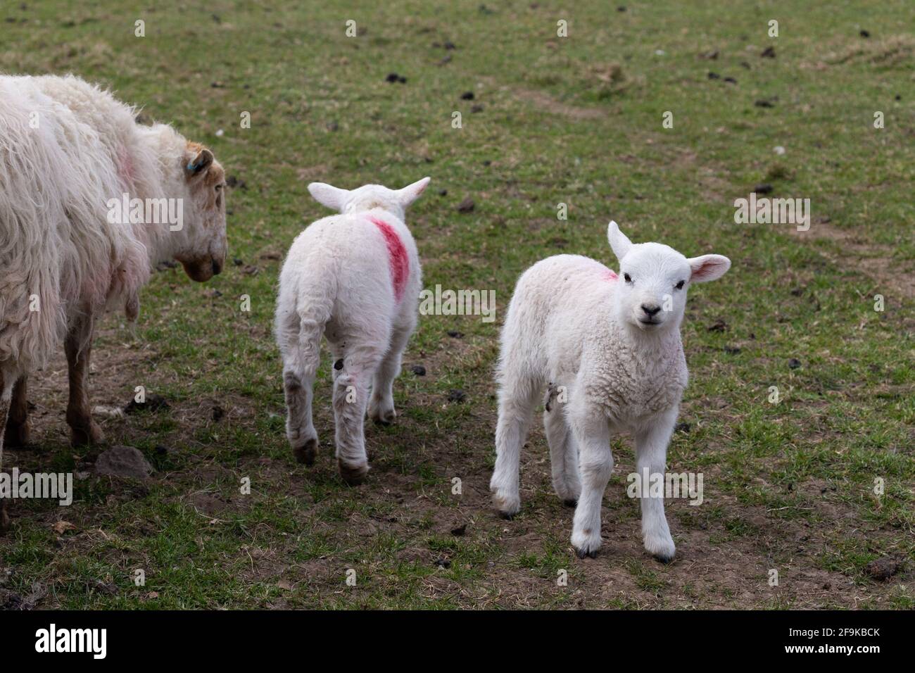 Un paio di agnelli con la madre in un campo nello Yorkshire. Gli agnelli sono marcati smit con vernice rossa per l'identificazione. Foto Stock
