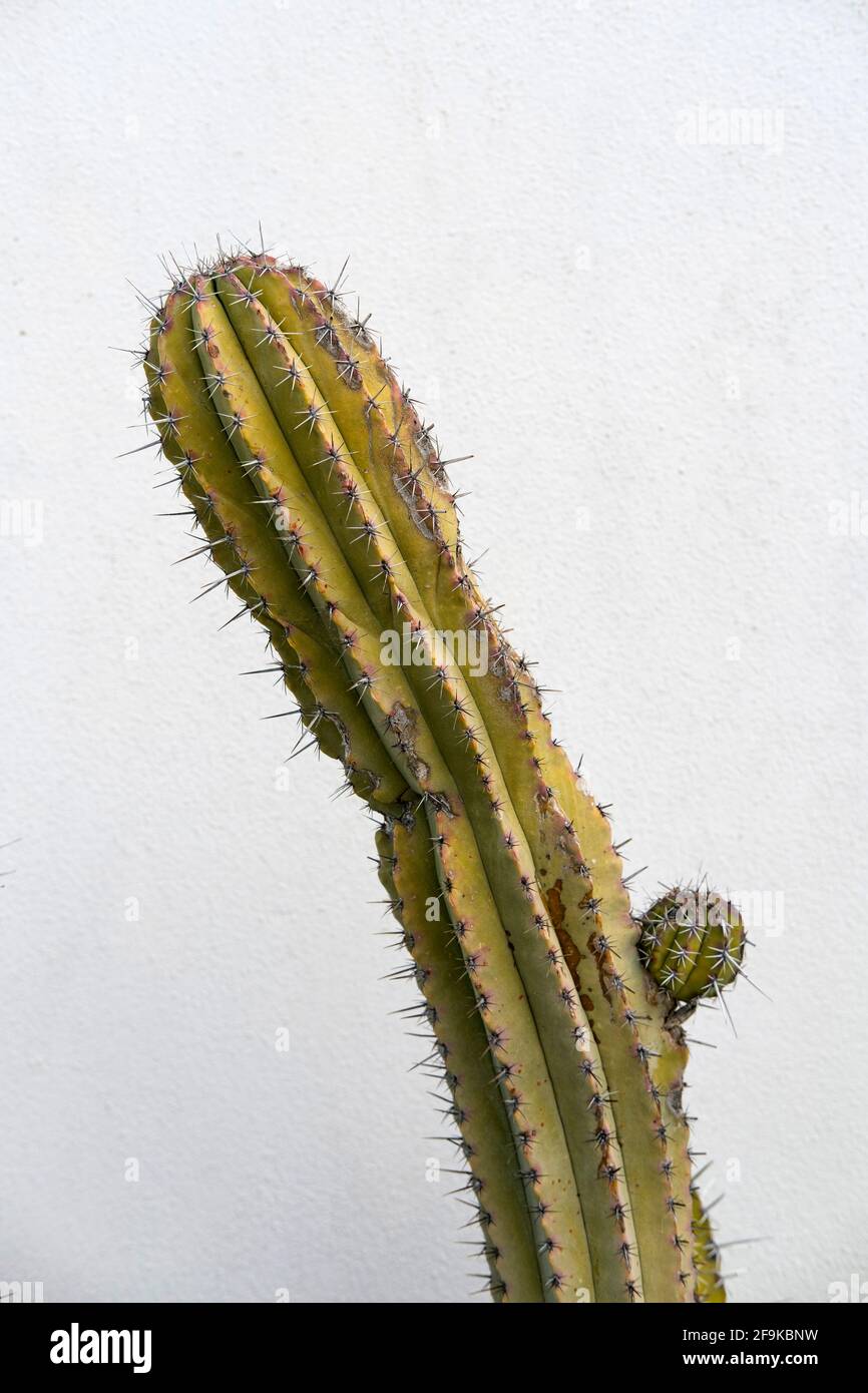 Pianta succulenta, dettaglio Foto Stock