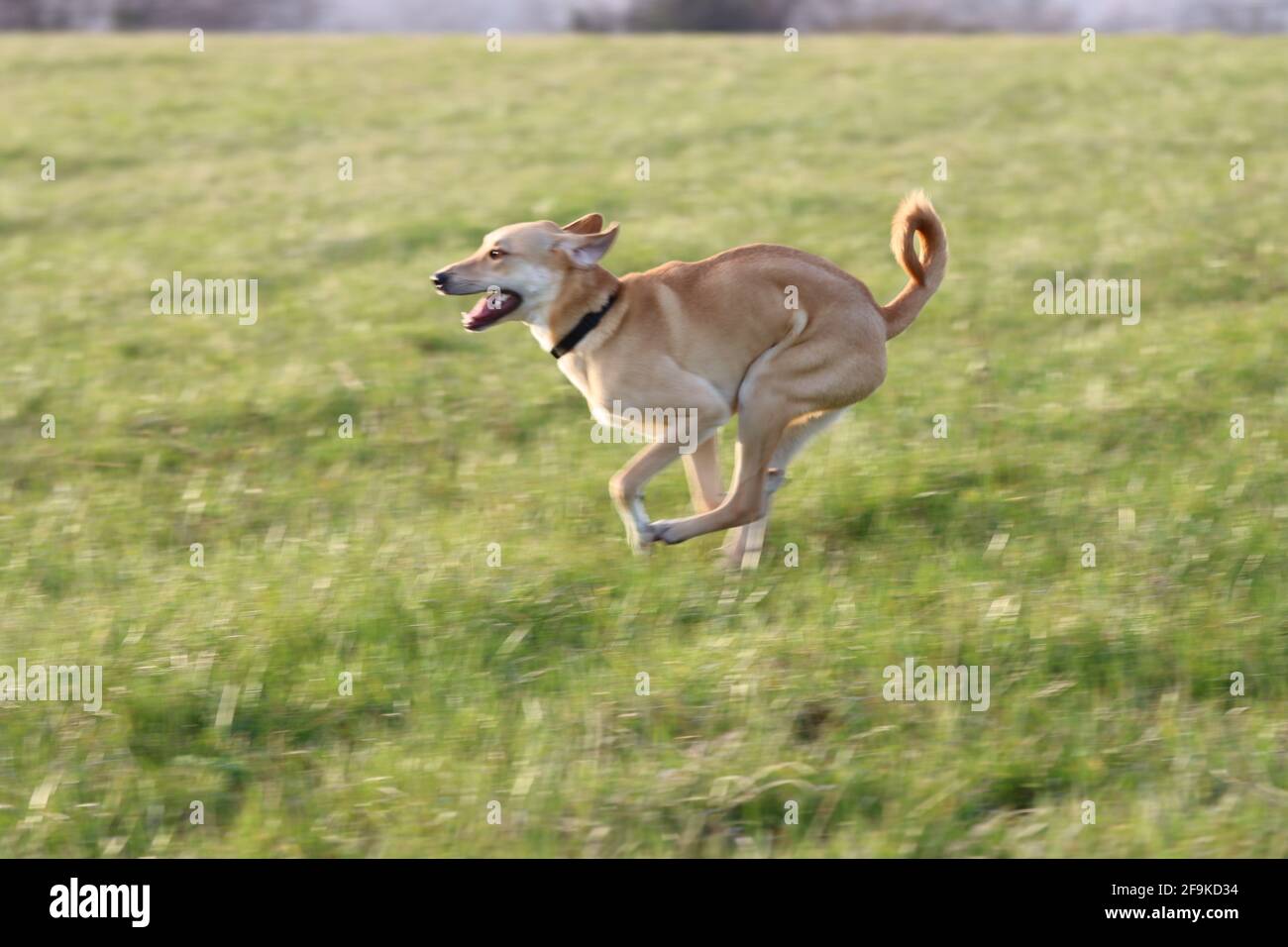 canguro Foto Stock