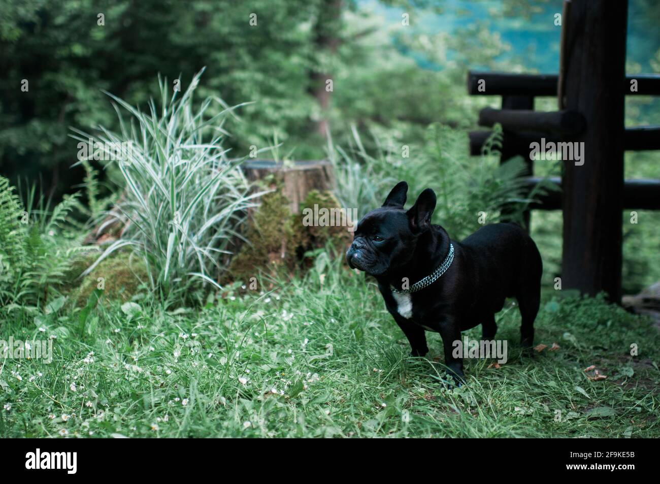 Cane in un giardino. Ritratto di bulldog francese nero con cerotto bianco sul petto e colletto catena in piedi su erba fuori. Foto Stock Cane in un giardino. Ritratto di bulldog francese nero con cerotto bianco sul petto e colletto catena in piedi su erba fuori. Foto Stock