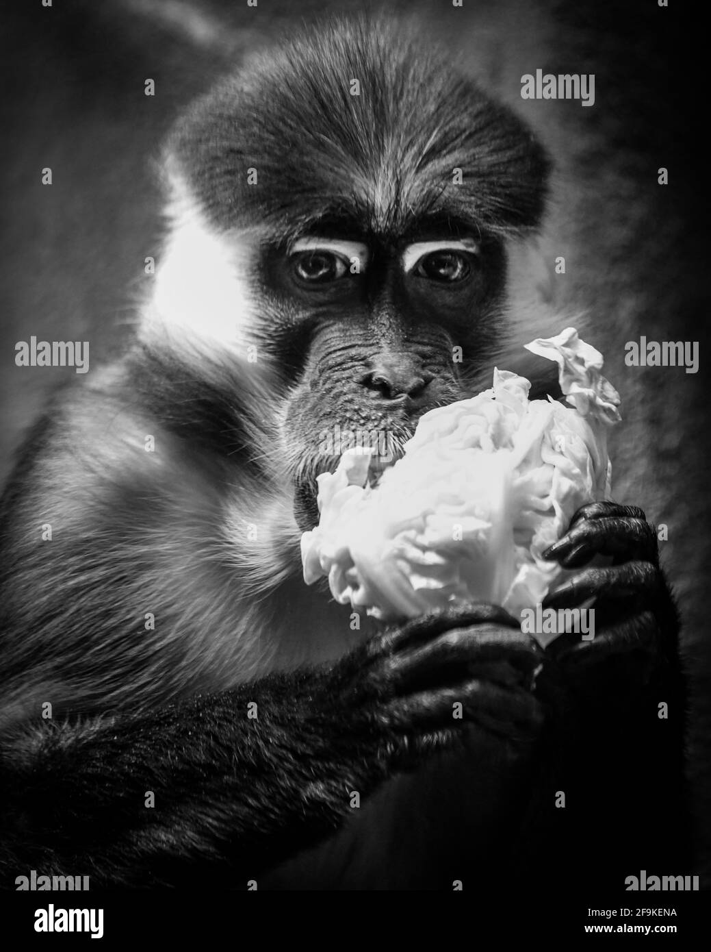 Mangabey rosso-capped collabey - Cercocebus torquatus - mangabey bianco-collavey primate Cercopithecidae famiglia a quattro occhi scimmia Foto Stock