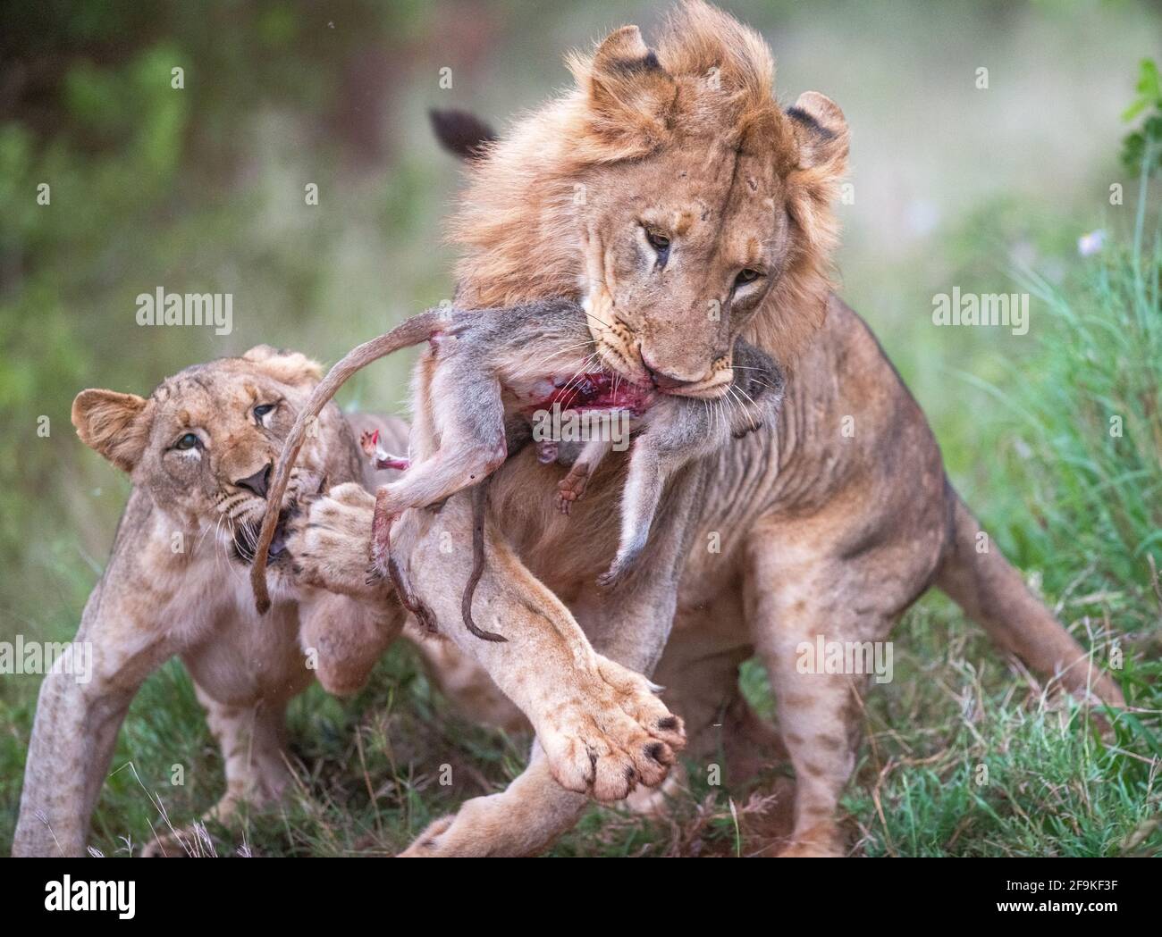 Un altro leone dell'orgoglio presto investigò se la scimmia del bambino era in su per afferrare. Zimanga GIOCO PRIVATO RISERVA, SUD AFRICA: VEDERE il momento a b Foto Stock