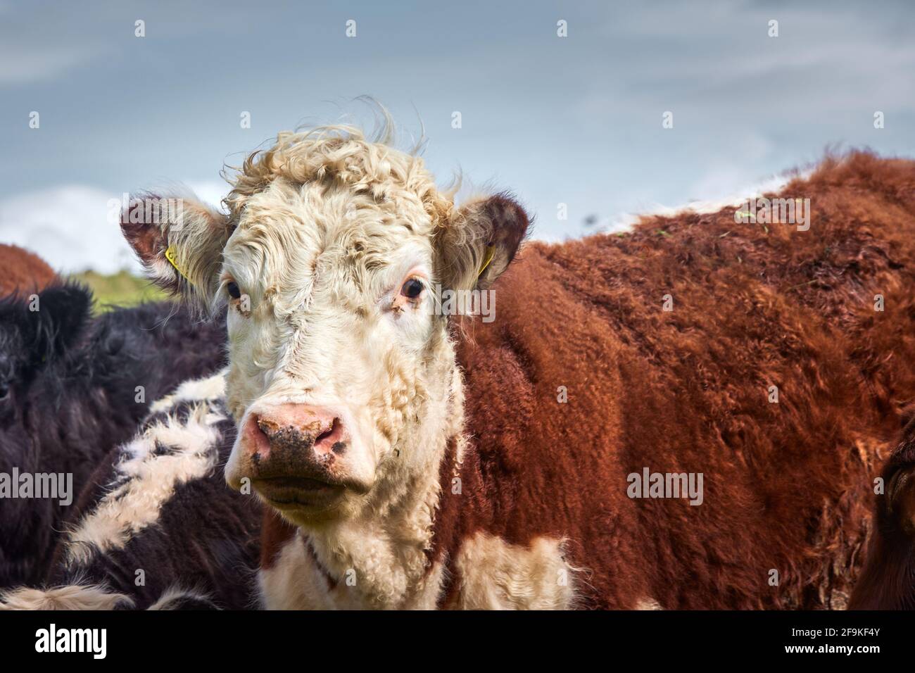 gruppo di mucche t vitello che guarda curiosamente in macchina fotografica un prato Foto Stock