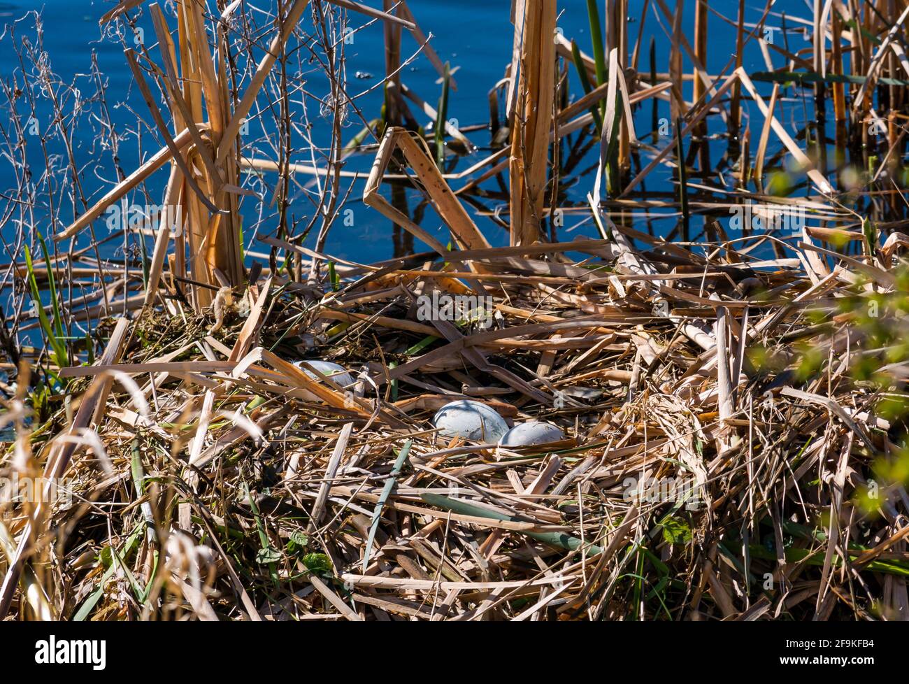 Recentemente posato mute cigno (Cyguns olor) uova in un nido di canna in un serbatoio al sole, East Lothian, Scozia, Regno Unito Foto Stock