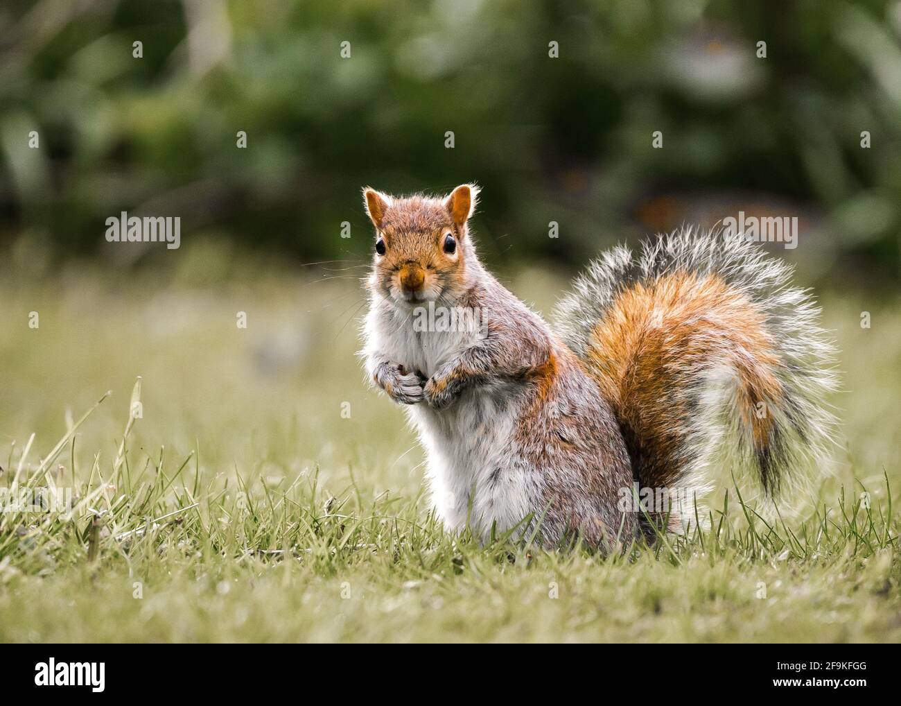 Piccolo scoiattolo rosso e grigio inglese selvaggio sedette isolato nella natura campagna guardando la macchina fotografica. Furry coda bushy carino divertente poco mammifero e vibrante Foto Stock