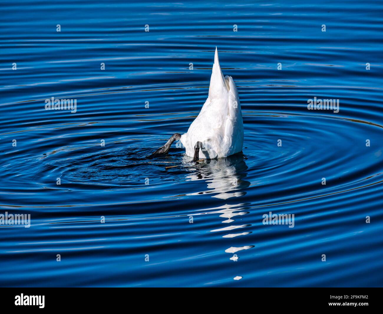 Un maschio mute swan (Cygnus olor) immersione in un serbatoio sotto il sole che crea ondate d'acqua circolari, Scozia, Regno Unito Foto Stock