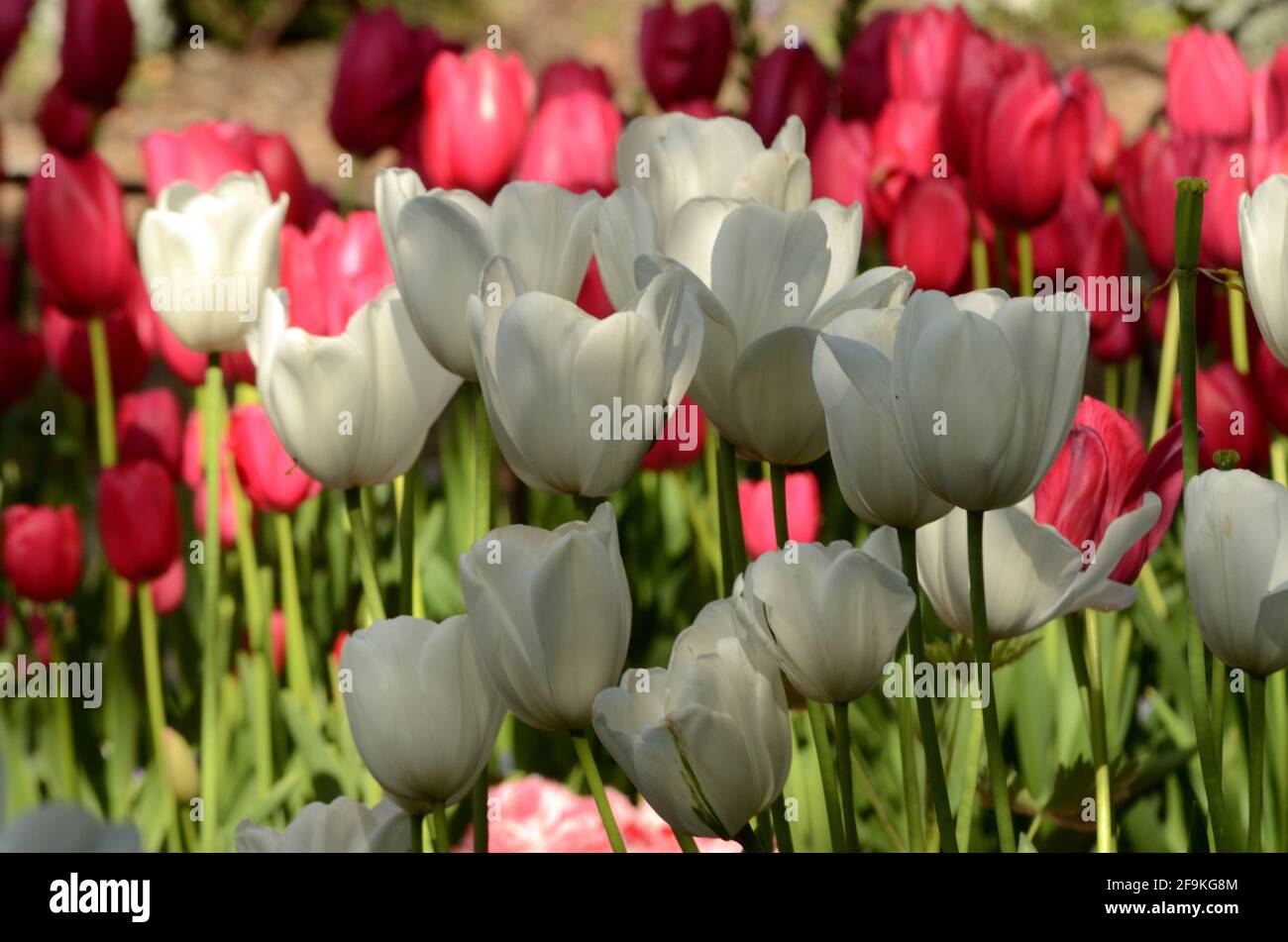 Bellezza della natura, tulipani bianchi sono il fuoco con petali shapely & tulipani fucsia sullo sfondo, Foto Stock