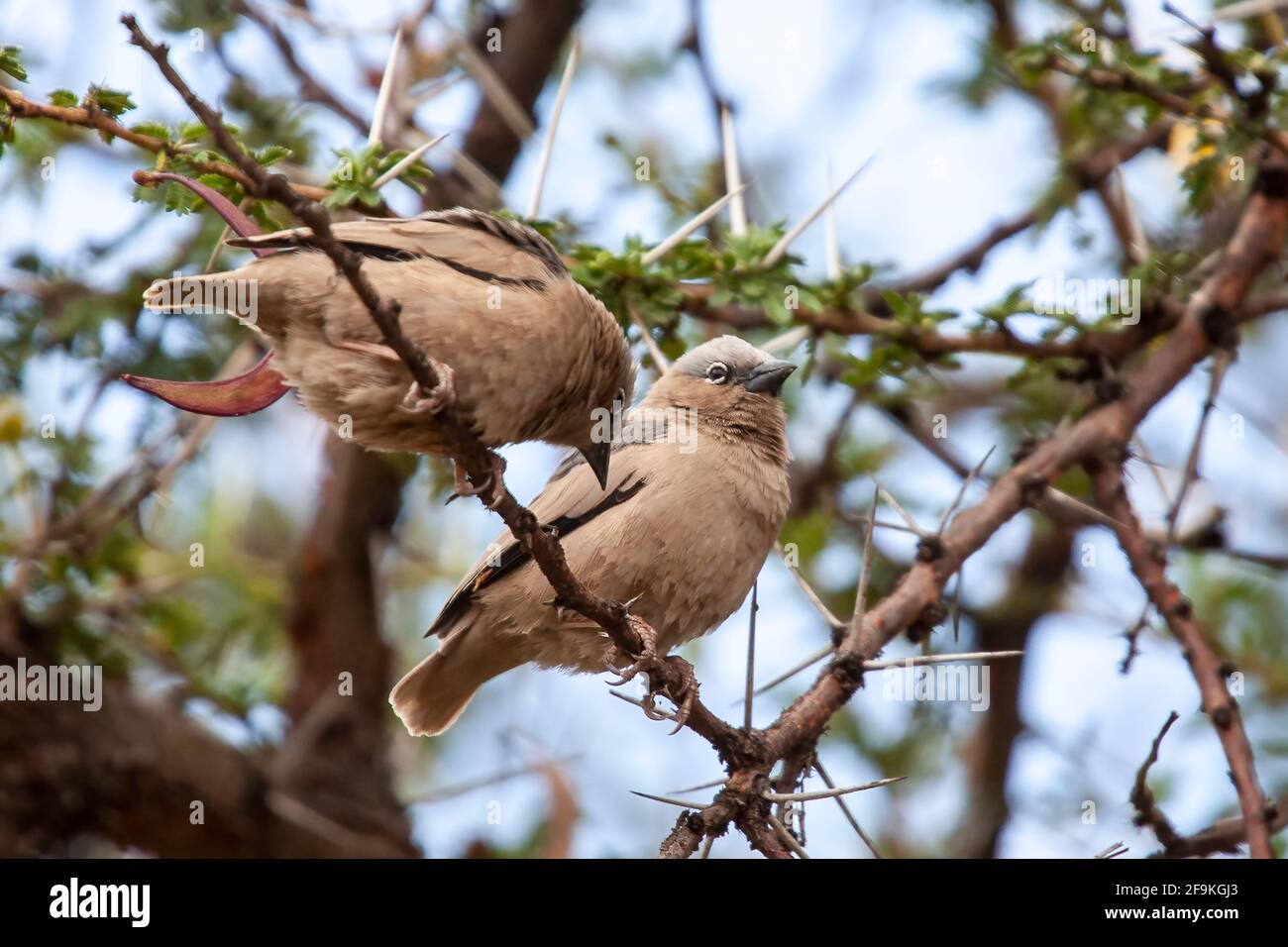 Tessitore sociale grigio-capped, Pseudonigrita arnaudi, due adulti arroccati in albero di spina, Nakuru, Kenya, Africa orientale Foto Stock