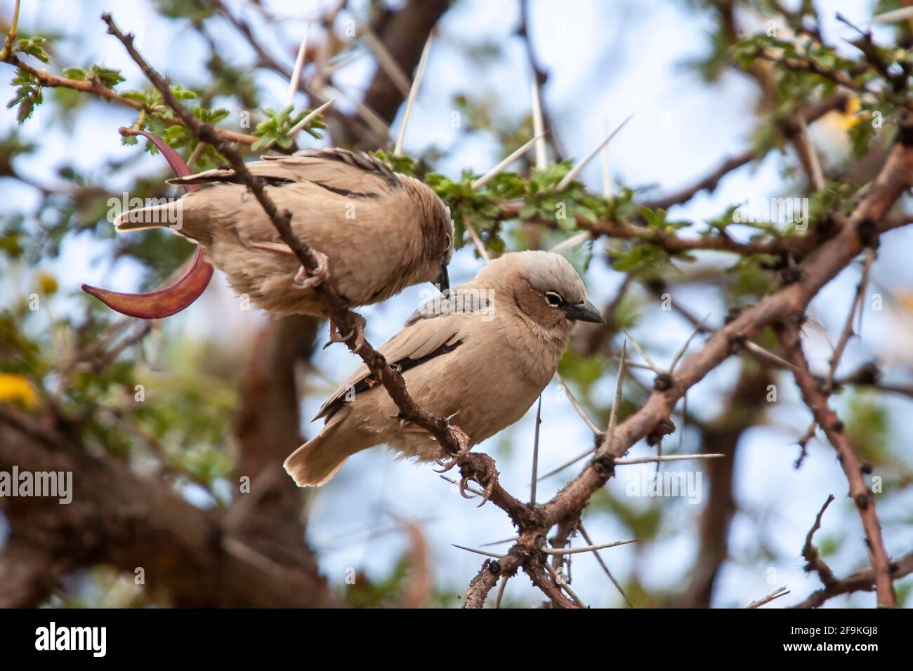 Tessitore sociale grigio-capped, Pseudonigrita arnaudi, due adulti arroccati in albero di spina, Nakuru, Kenya, Africa orientale Foto Stock