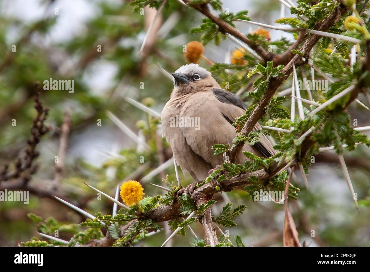 Tessitore sociale grigio-capped, Pseudonigrita arnaudi, singolo adulto arroccato in albero di spina, Nakuru, Kenya, Africa orientale Foto Stock