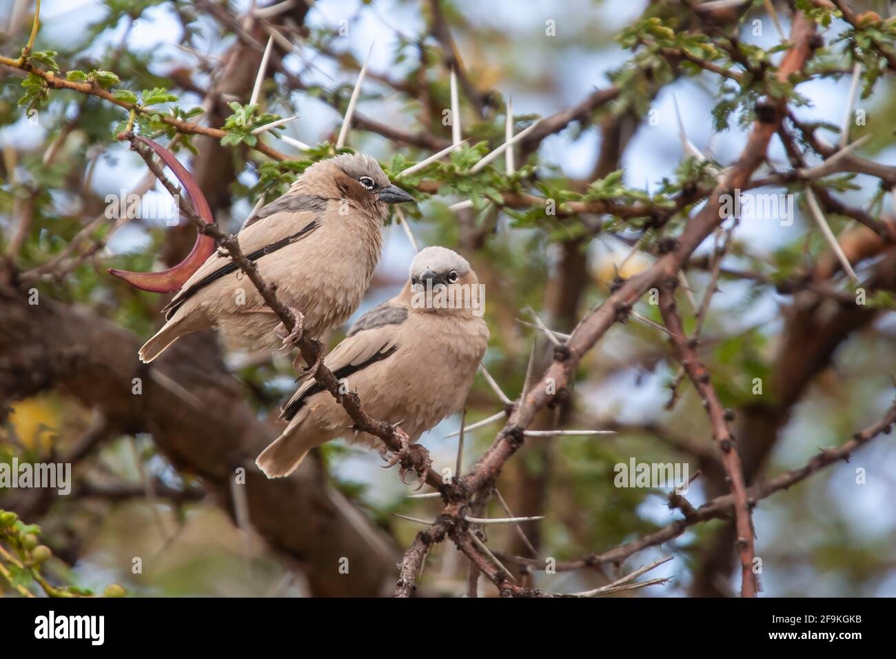 Tessitore sociale grigio-capped, Pseudonigrita arnaudi, due adulti arroccati in albero di spina, Nakuru, Kenya, Africa orientale Foto Stock