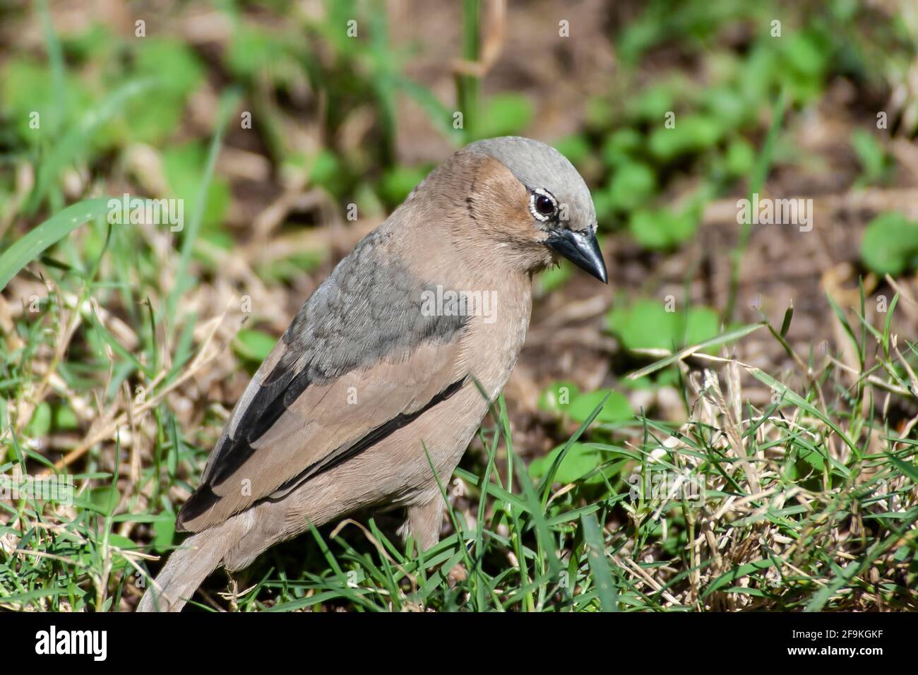 Tessitore sociale grigio-capped, Pseudonigrita arnaudi, singolo adulto arroccato su vegetazione corta, Nakuru, Kenya, Africa orientale Foto Stock