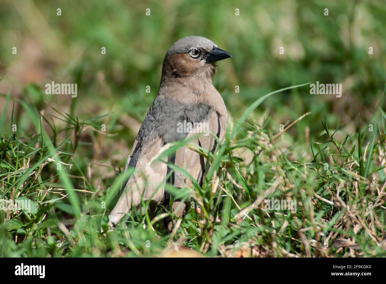 Tessitore sociale grigio-capped, Pseudonigrita arnaudi, singolo adulto arroccato su vegetazione corta, Nakuru, Kenya, Africa orientale Foto Stock