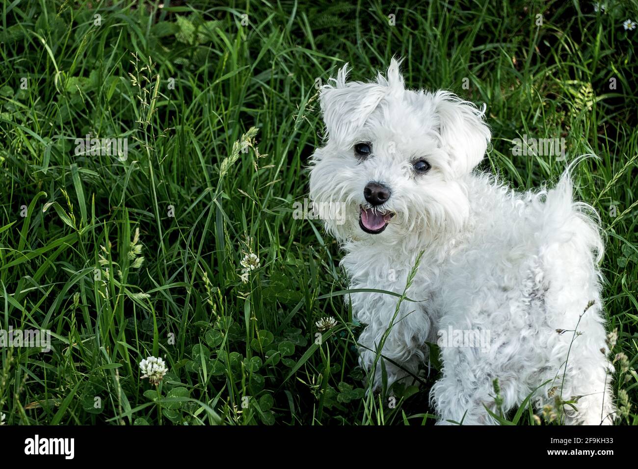 piccolo cane maltese in piedi in erba in attesa di giocare Foto Stock