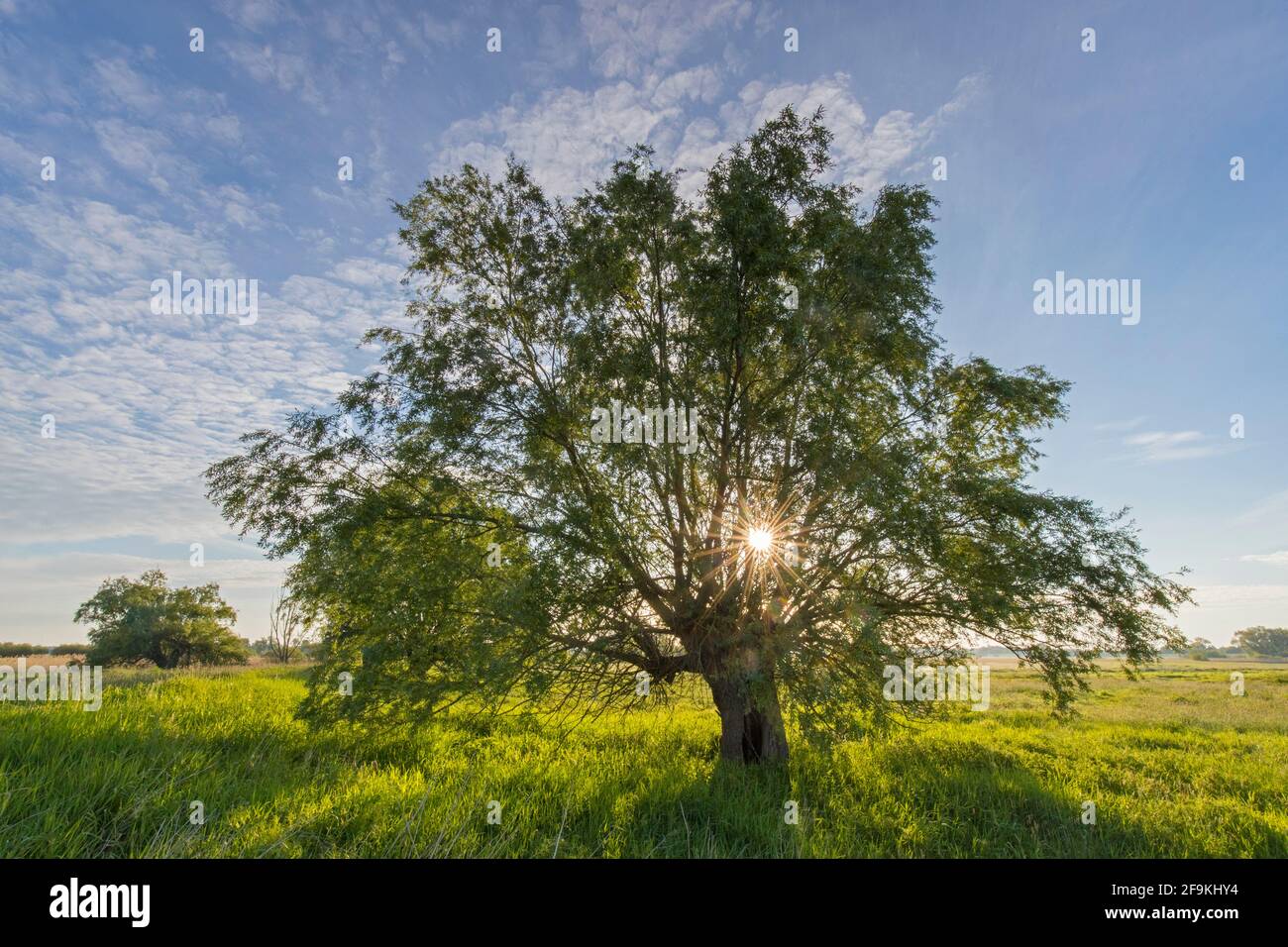 Alba nella Riserva della Biosfera dell'UNESCO paesaggio del fiume Elba / Biosphärenreservat Niedersächsische Elbtalaue in primavera, bassa Sassonia, Germania Foto Stock