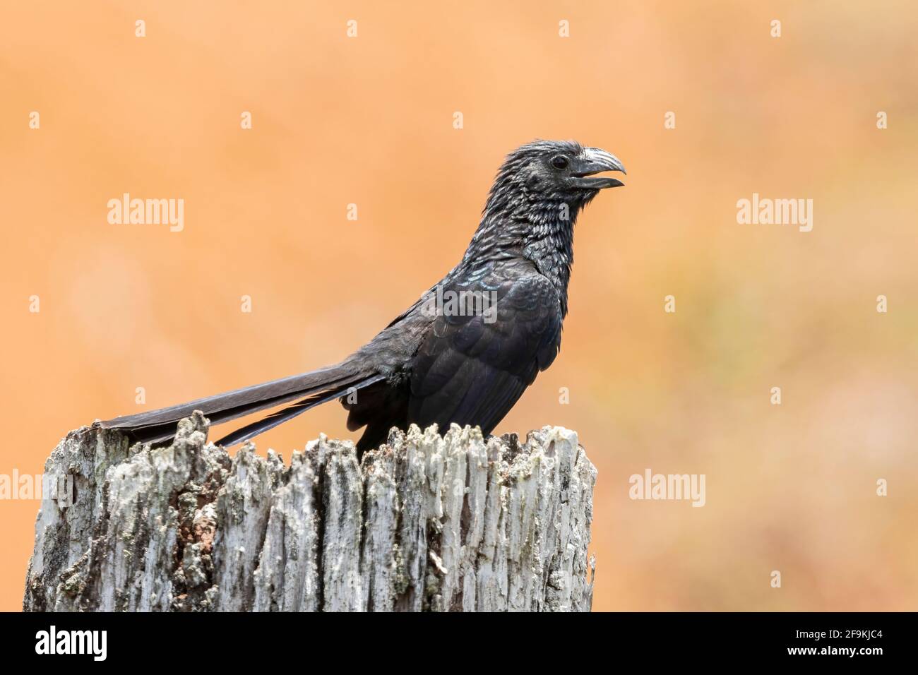 Ani con fatturazione a scanalatura, Crotophaga sulcirostris, singolo adulto appollaiato sul palo della recinzione, Costa Rica, America Centrale Foto Stock