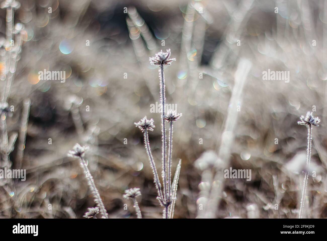 Freddo geloso inverno mattina.Dry piante surgelate su prato naturale all'aperto Bokeh.blurry natura background.bright bokeh pattern.defocused wallpap astratto Foto Stock