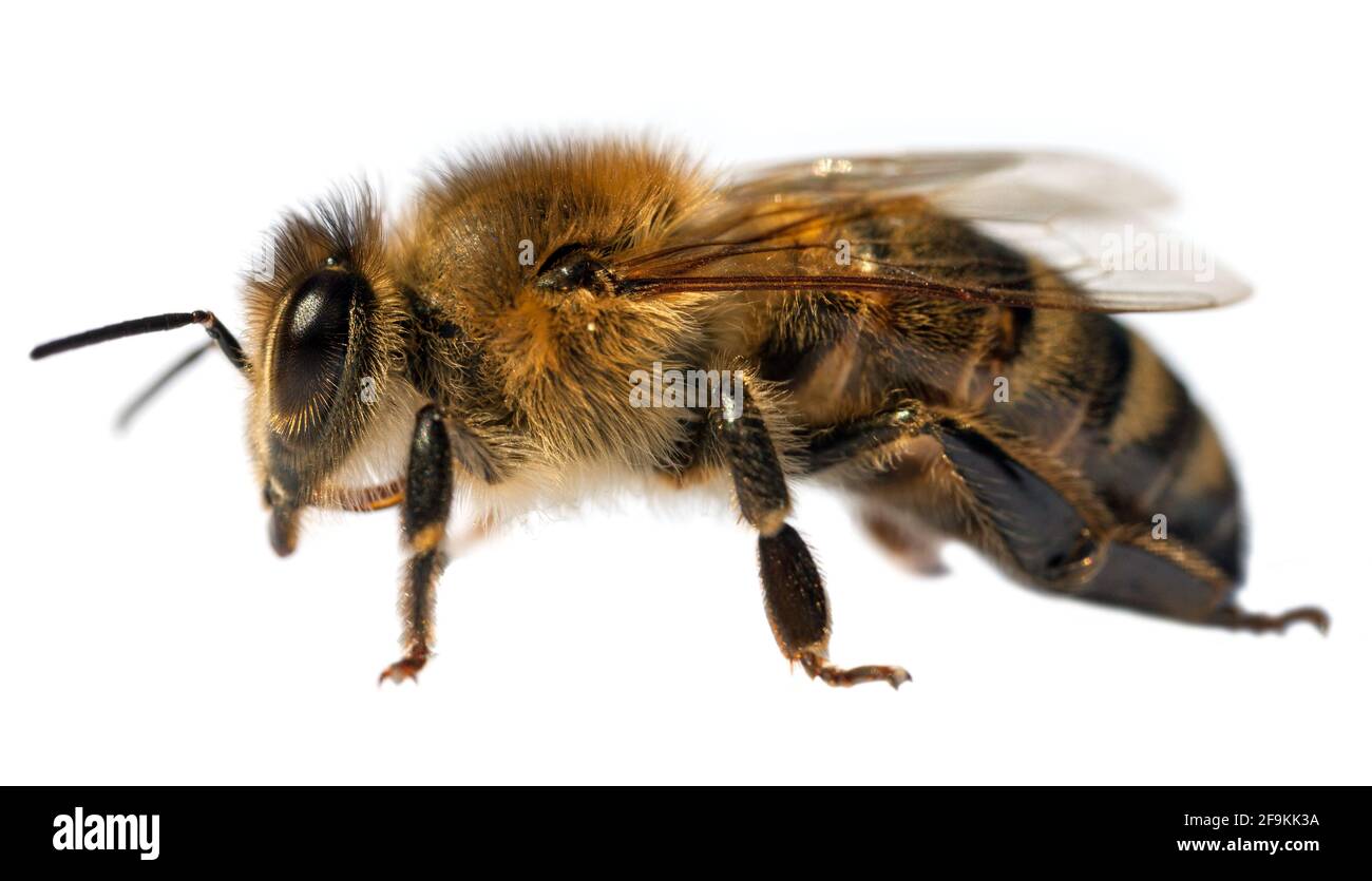 Particolare di ape o di ape in latino Apis mellifera, europeo o occidentale ape miele isolato su sfondo bianco Foto Stock