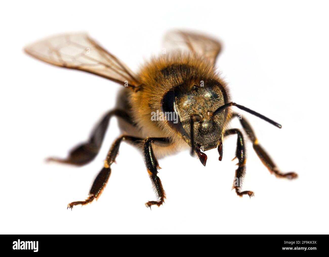 Particolare di ape o di ape in latino Apis mellifera, europeo o occidentale ape miele isolato su sfondo bianco Foto Stock