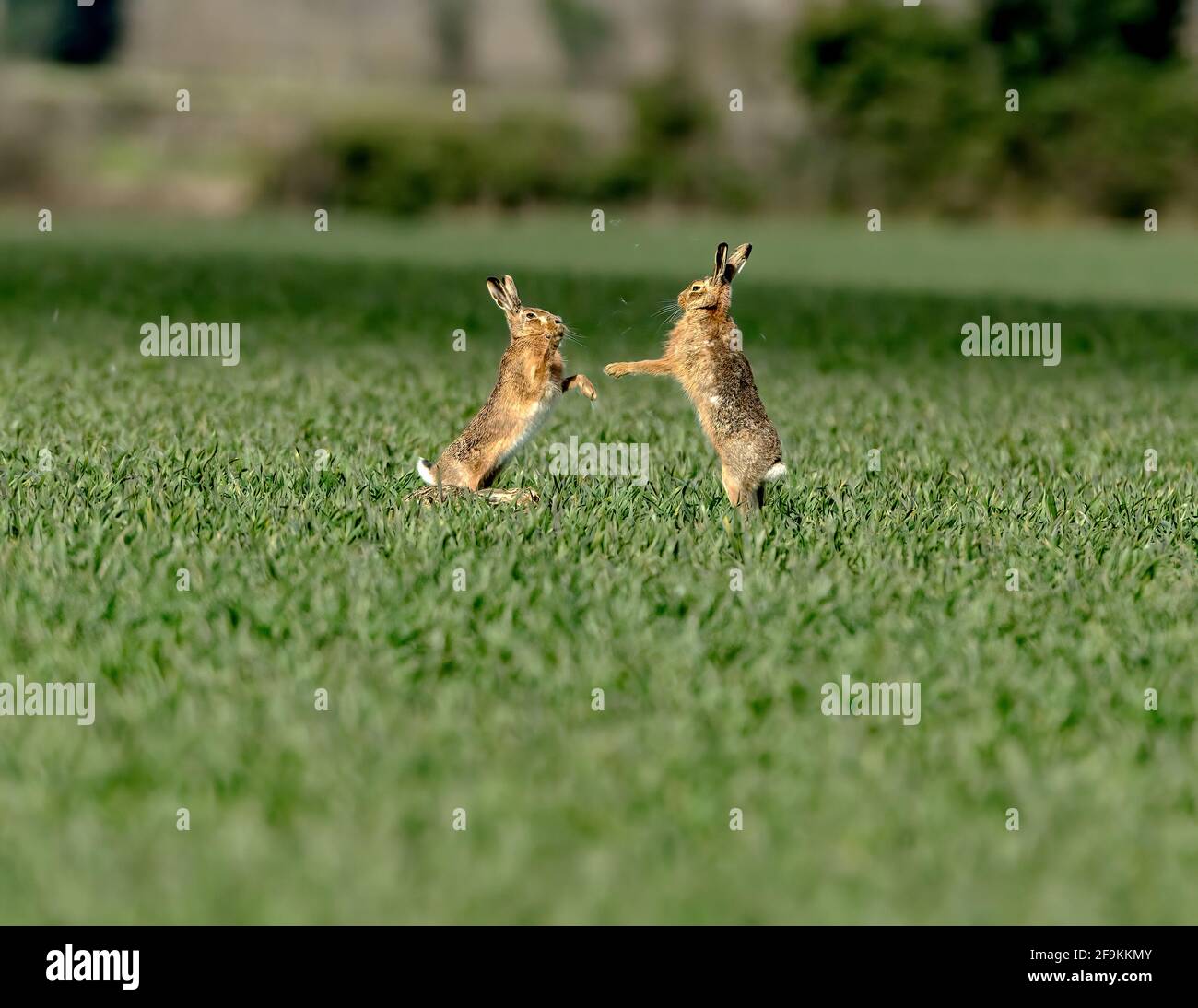 Hares di boxe Foto Stock