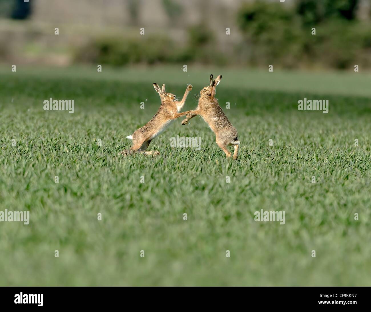 Hares di boxe Foto Stock