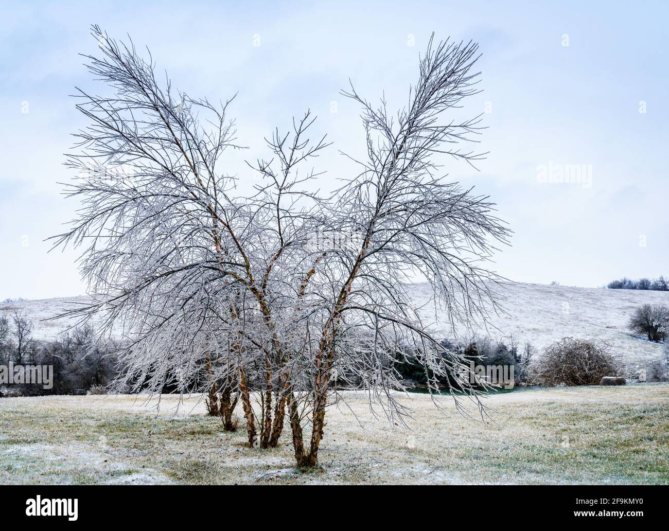 Alberi coperti di ghiaccio dopo la tempesta di ghiaccio nel Kentucky centrale Foto Stock