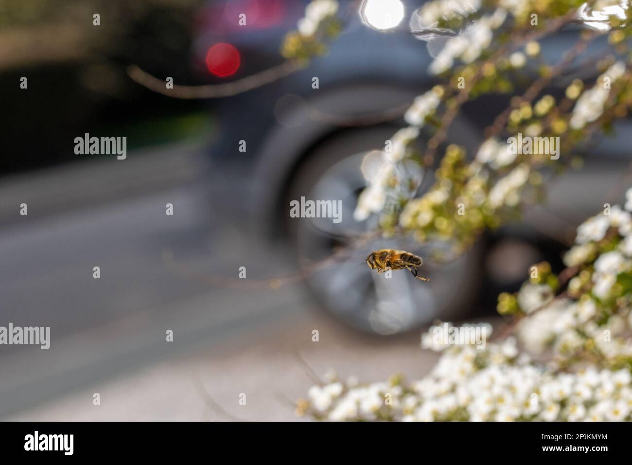 Fauna urbana del Regno Unito: Comune Drone Fly - Eristalis tenax - in volo in un giardino anteriore con un'auto sullo sfondo Foto Stock