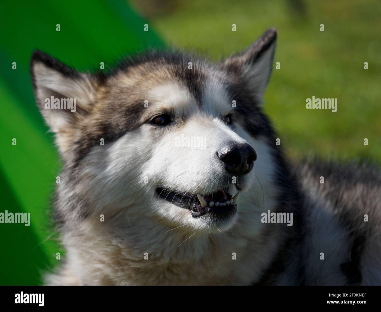 Primo piano di un Malamute dell'Alaska, Regno Unito Foto Stock